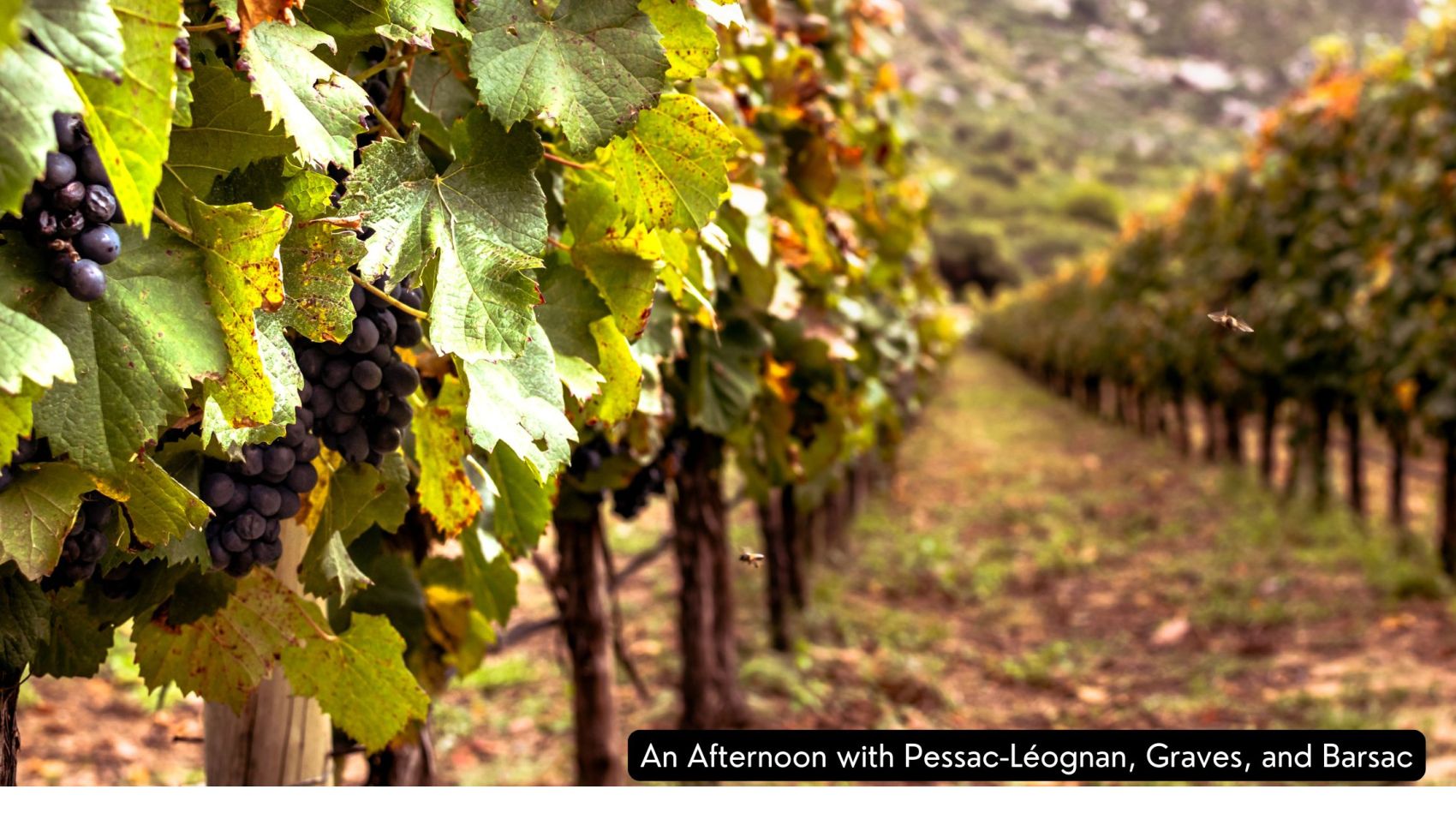 An Afternoon with Pessac-Léognan, Graves, and Barsac
