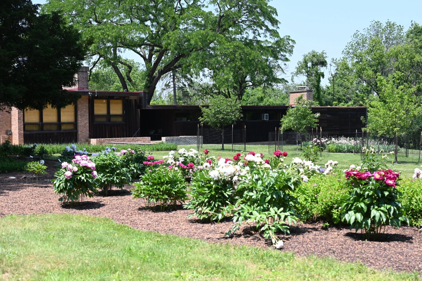 Schweikher house with peony garden in bloom