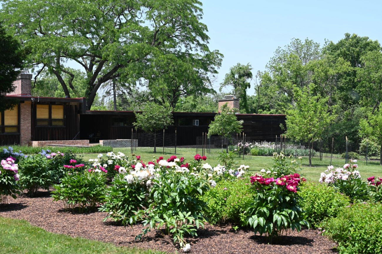 Peony Garden at Schweikher House